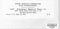 Melampsora bigelowii image